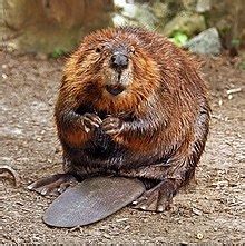 The ultimate origin of the word is an Indo-European root for ' brown '. . Beaver wikipedia